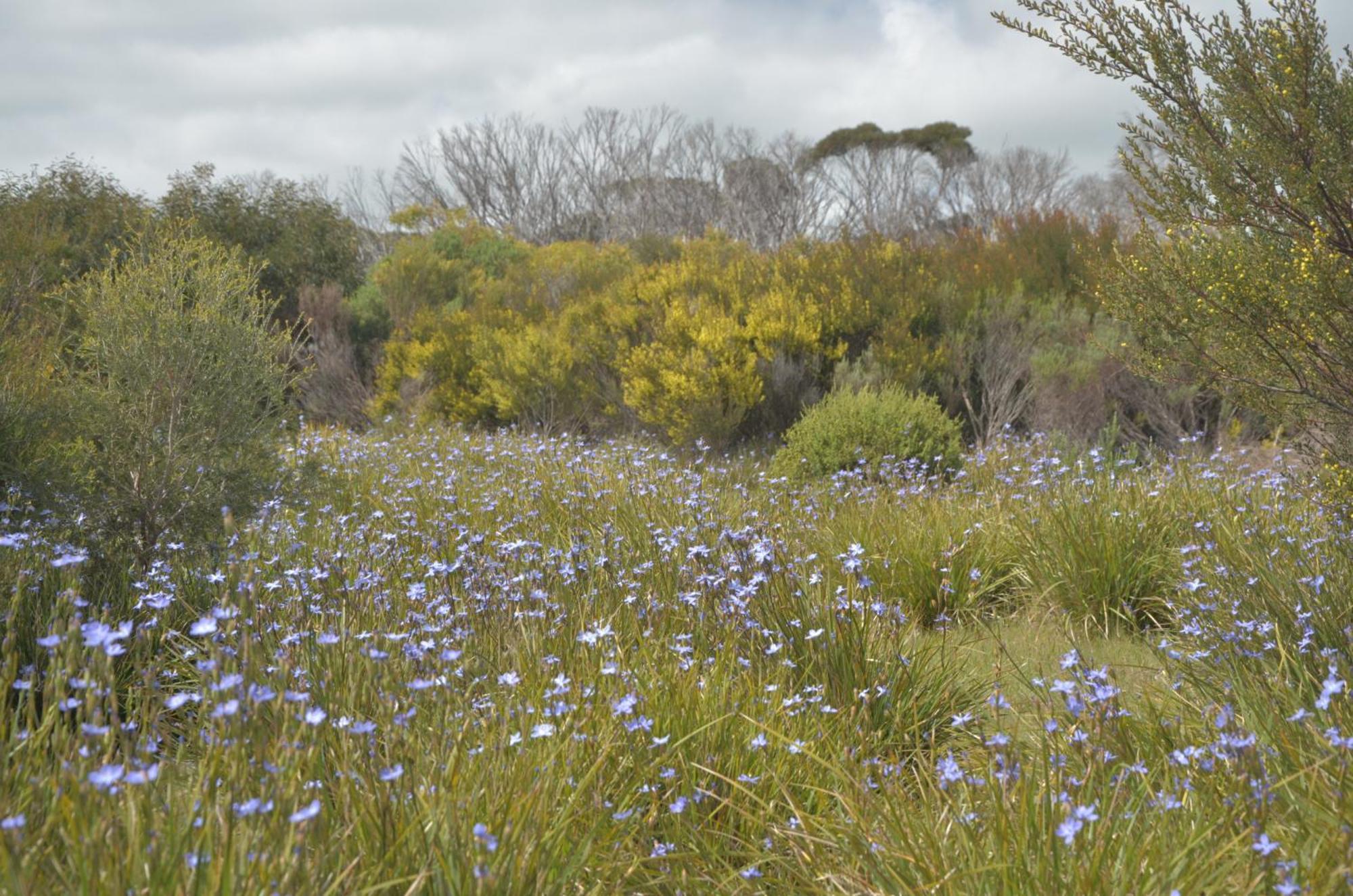 Kangaroo Island Ocean View Premium Couples Retreat "The Rusty Kangaroo" Villa Penneshaw ภายนอก รูปภาพ