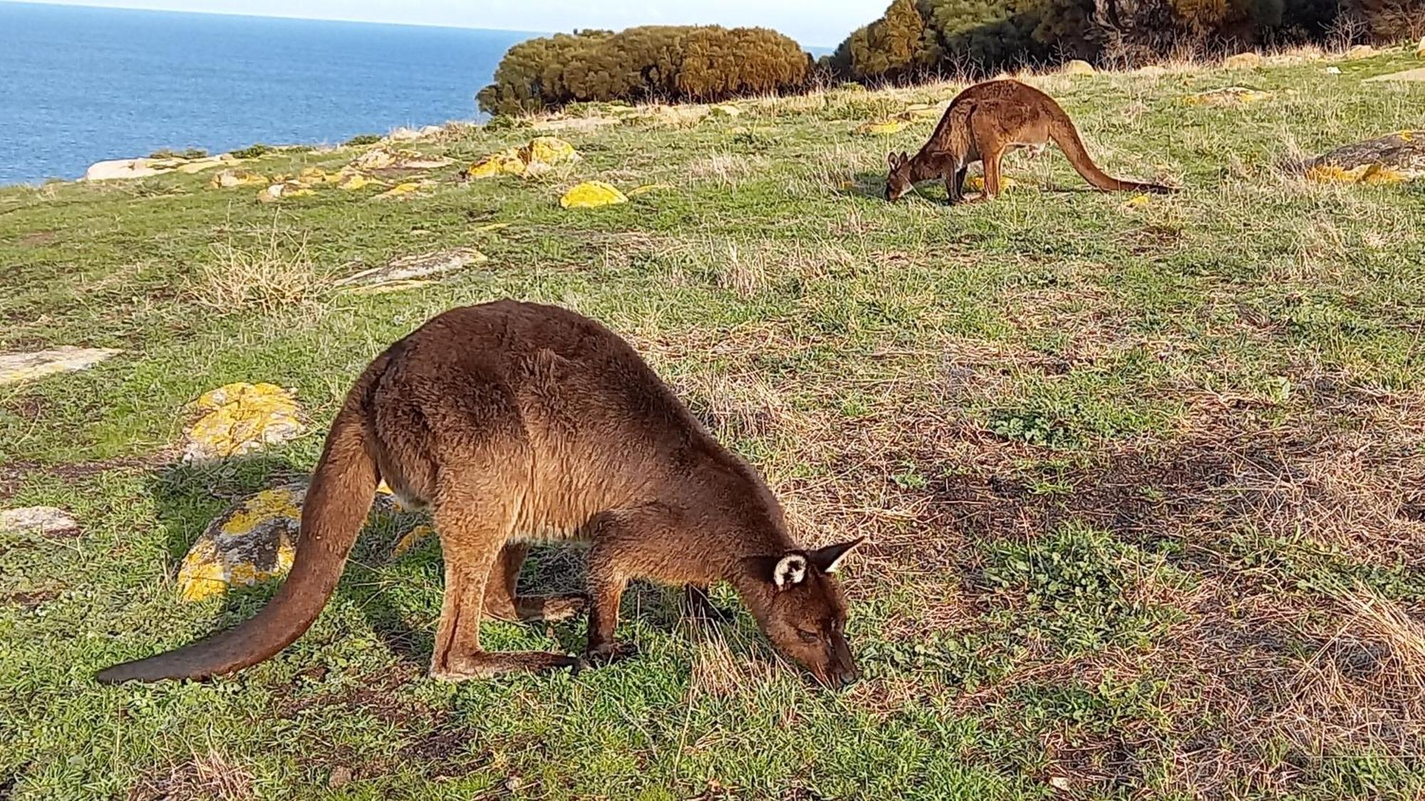 Kangaroo Island Ocean View Premium Couples Retreat "The Rusty Kangaroo" Villa Penneshaw ภายนอก รูปภาพ